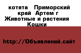 котята - Приморский край, Артем г. Животные и растения » Кошки   